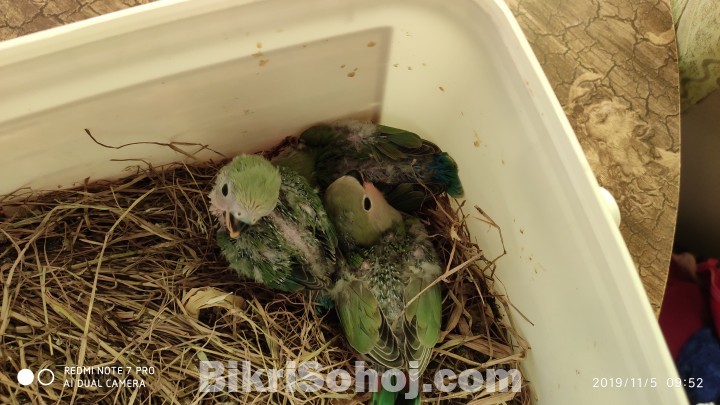 Love bird hand feeding baby